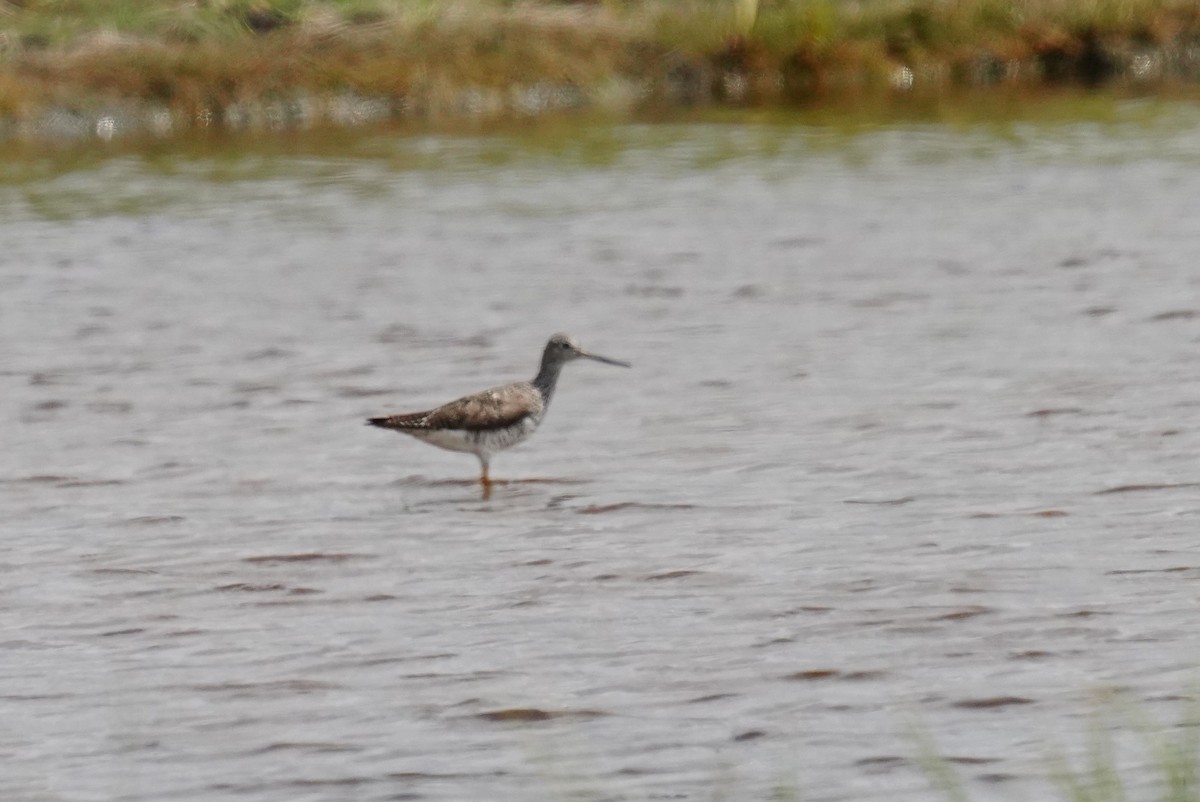 Greater Yellowlegs - ML638630681
