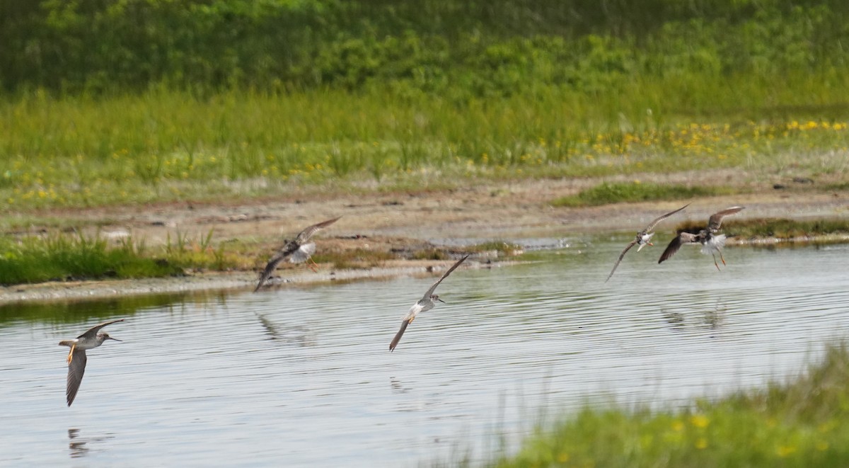 Greater Yellowlegs - ML638630683
