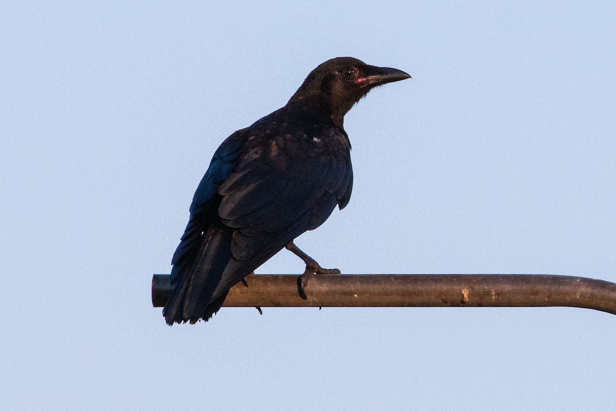 Fish Crow - ML638630694