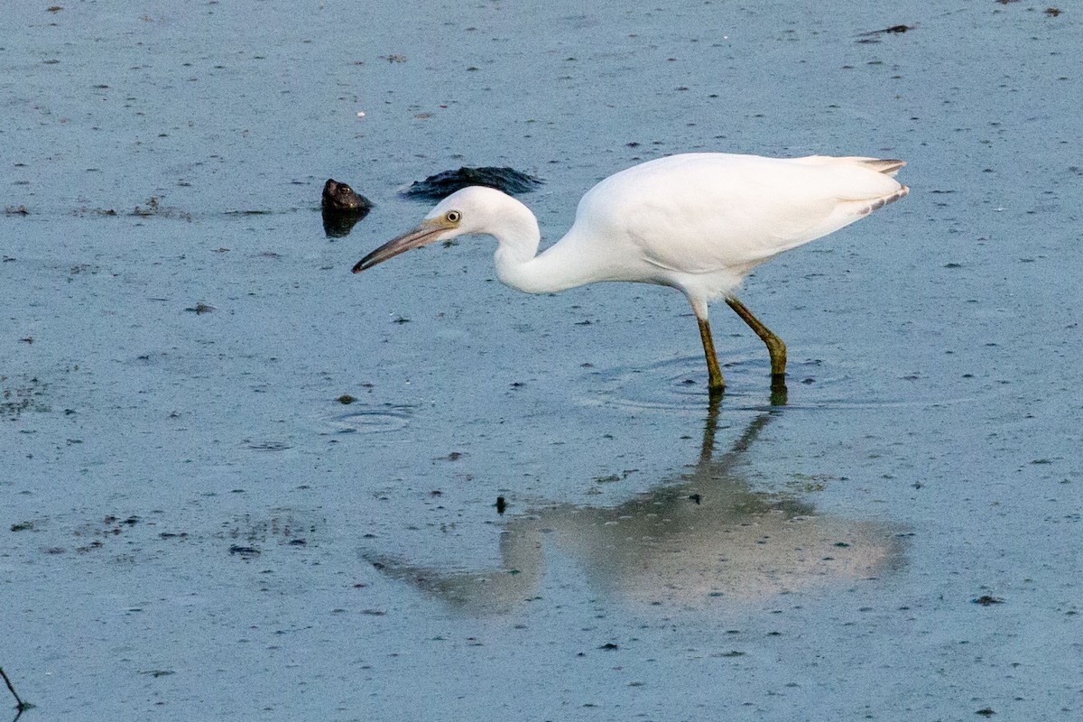 Little Blue Heron - ML638630706