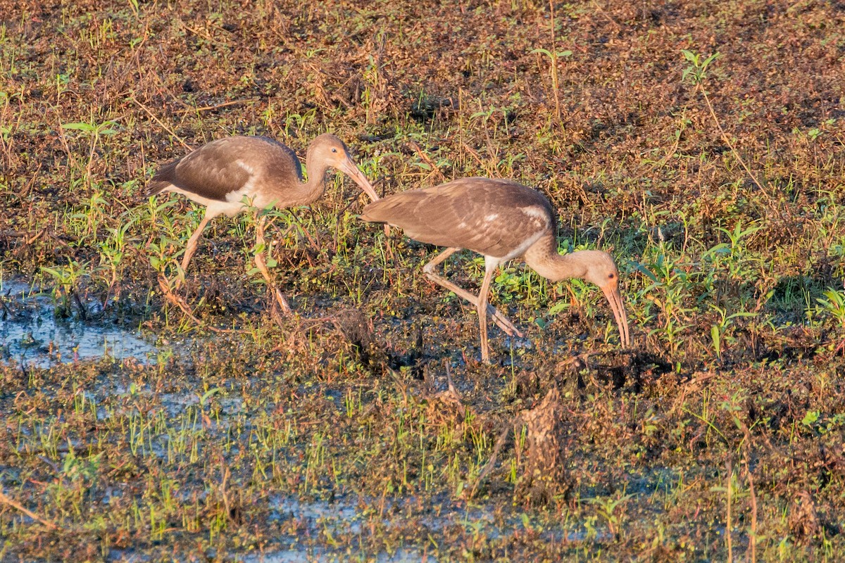 White Ibis - ML638630714