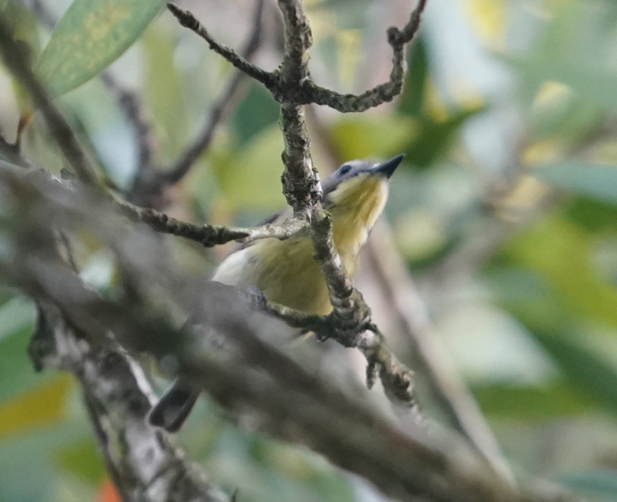 Golden-bellied Gerygone - ML638630721