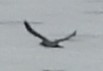 Sargasso Shearwater - ML638630740