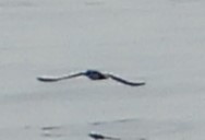 Sargasso Shearwater - ML638630742