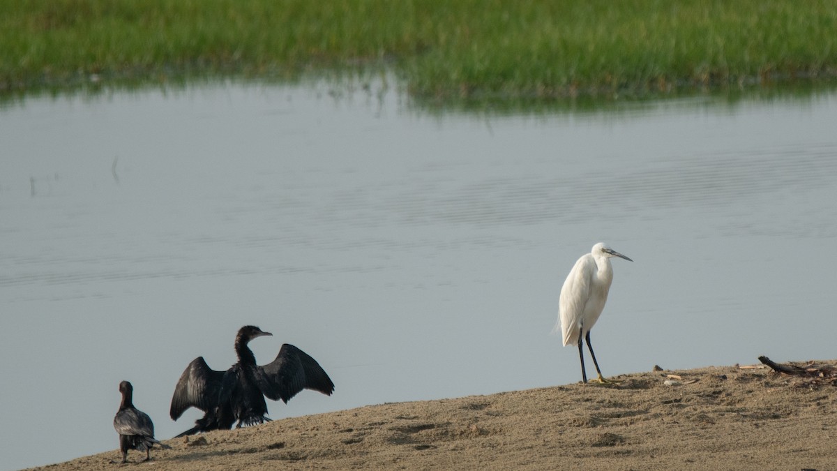 Western Reef-Heron - ML638630746