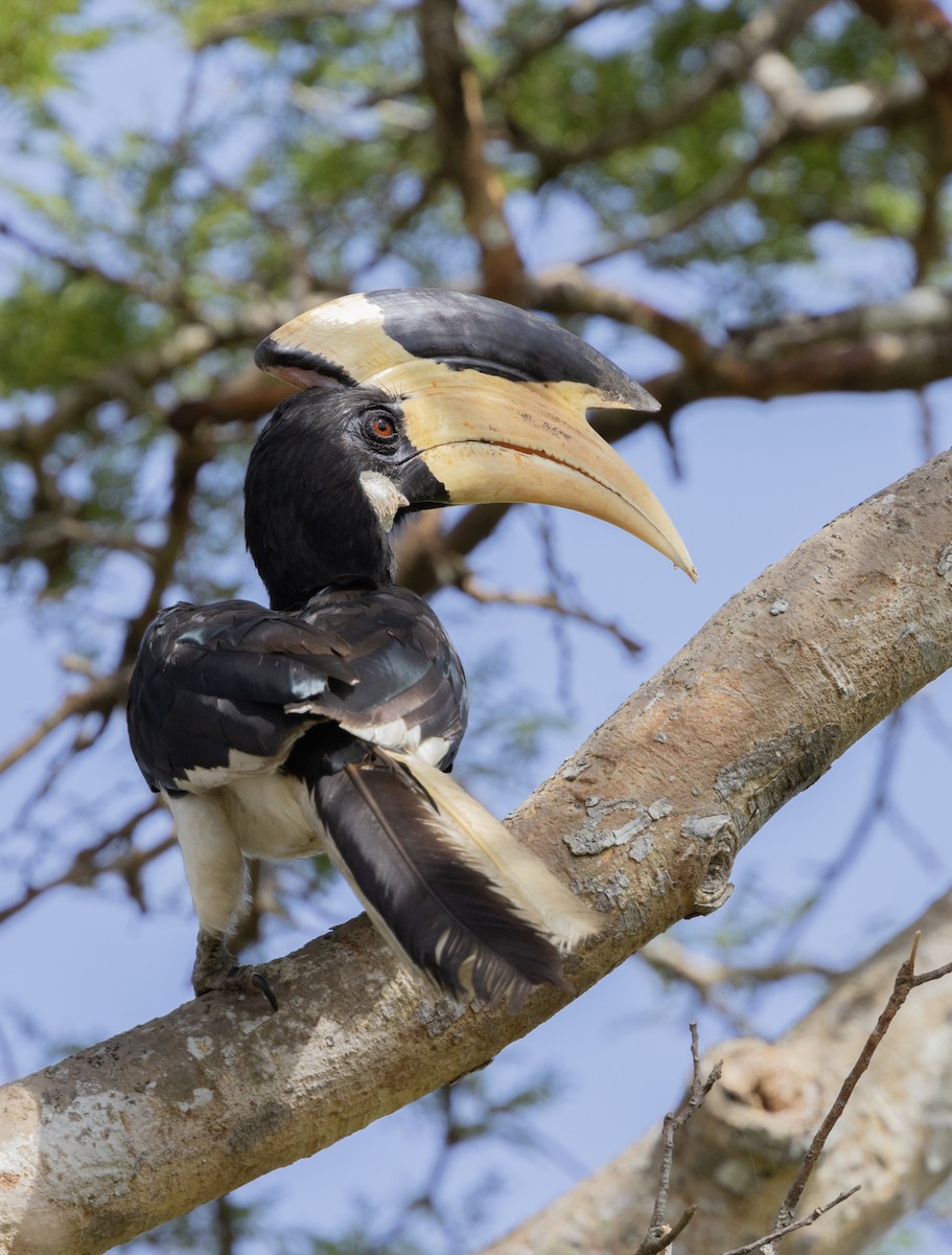 Malabar Pied-Hornbill - ML638630759