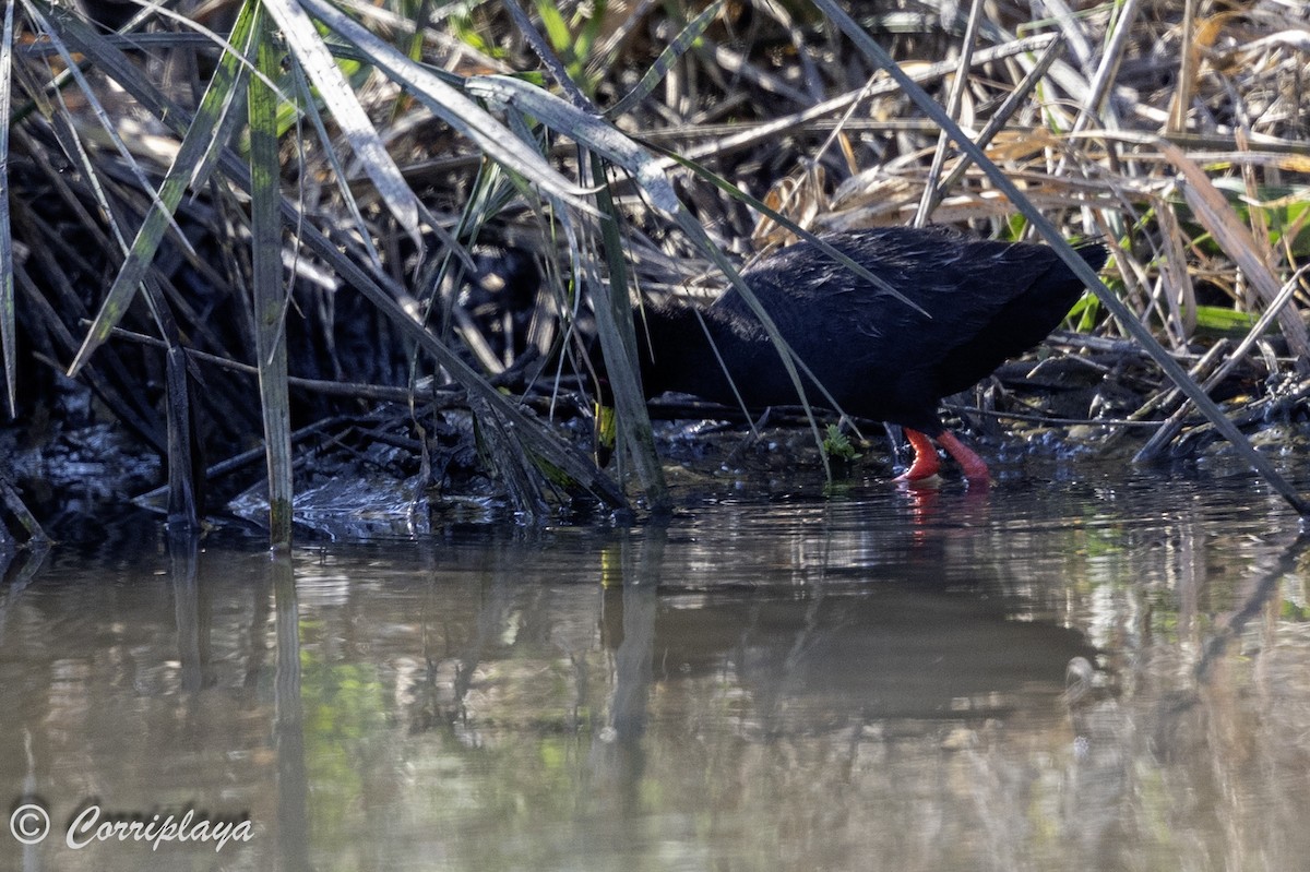 Black Crake - ML638630767