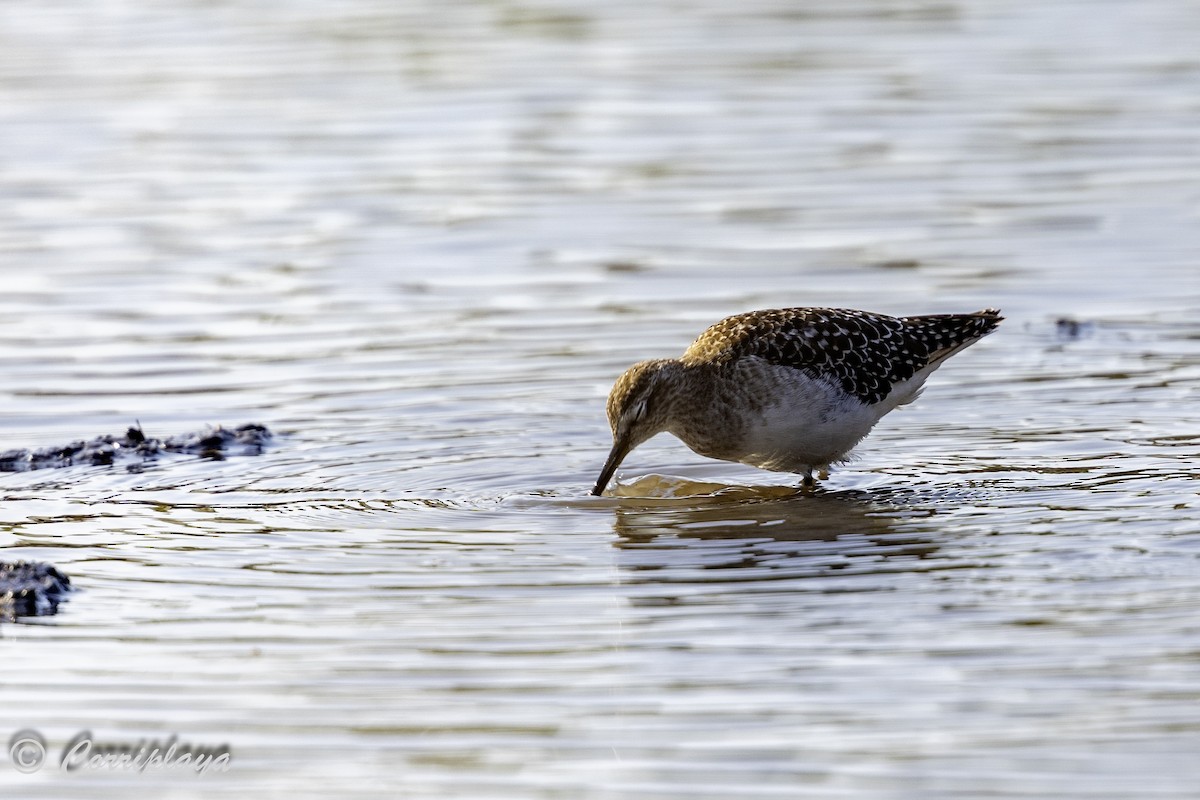 Wood Sandpiper - ML638630789