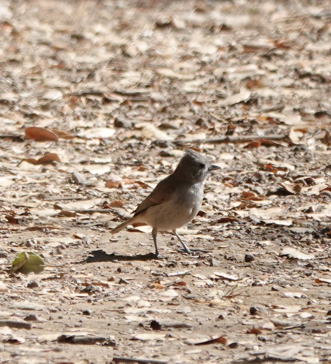 Oak Titmouse - ML638630919
