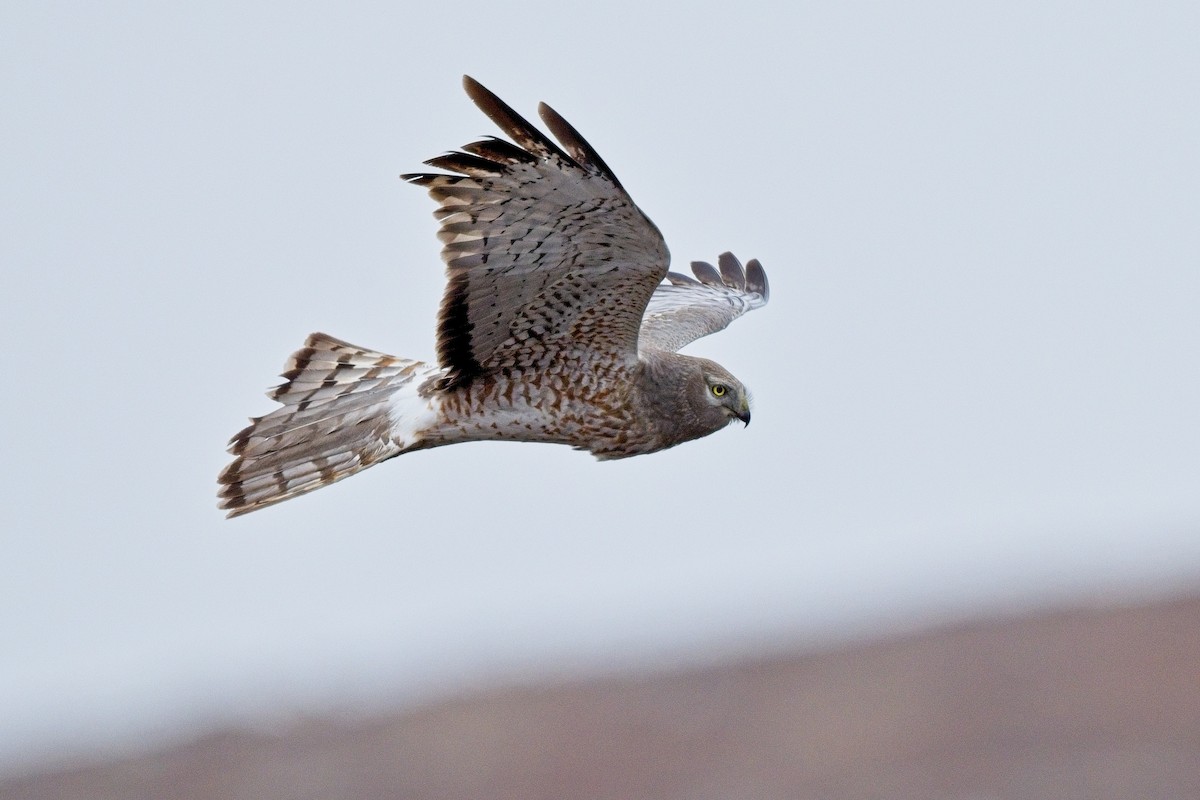 Northern Harrier - ML638630922