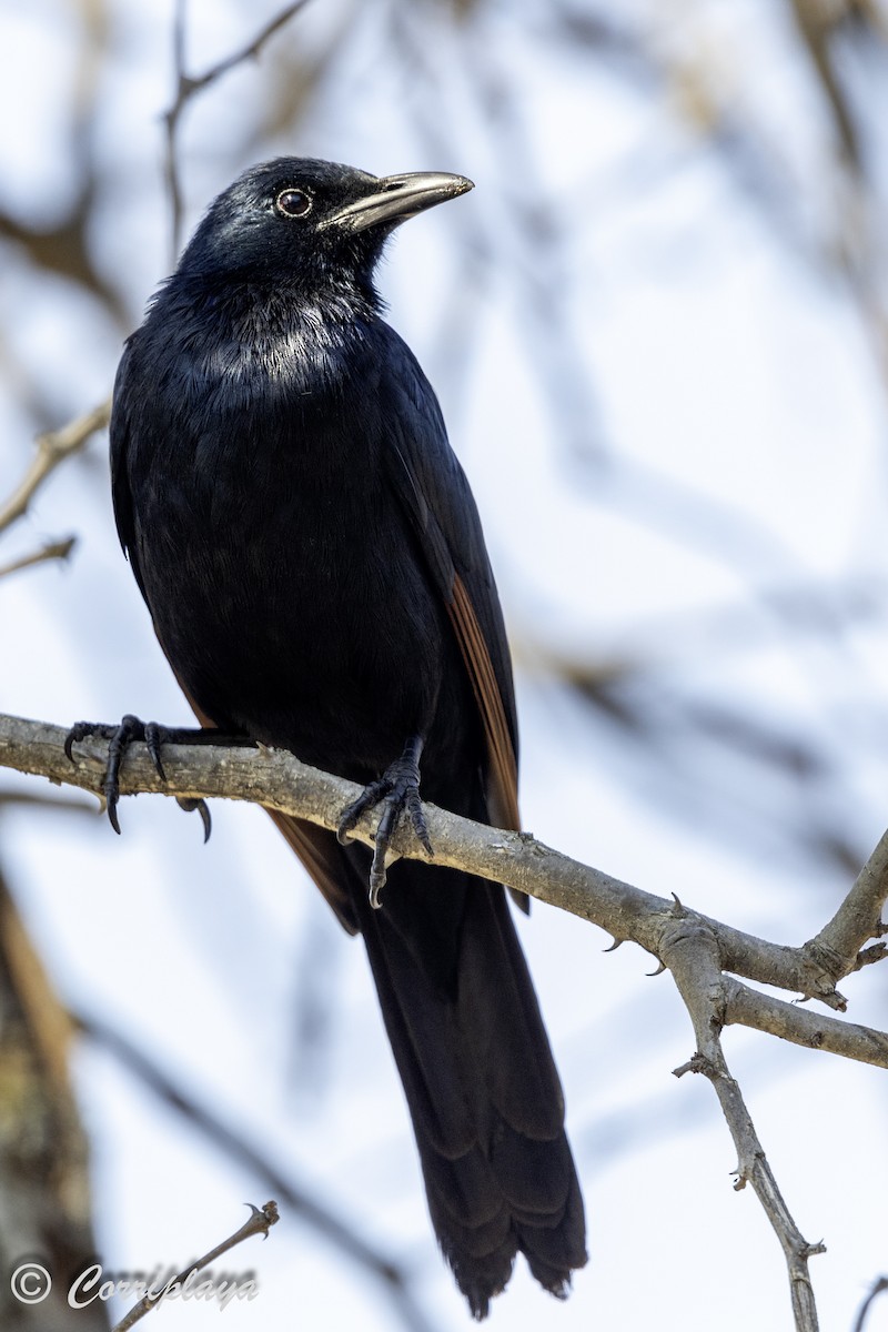 Red-winged Starling - ML638630923