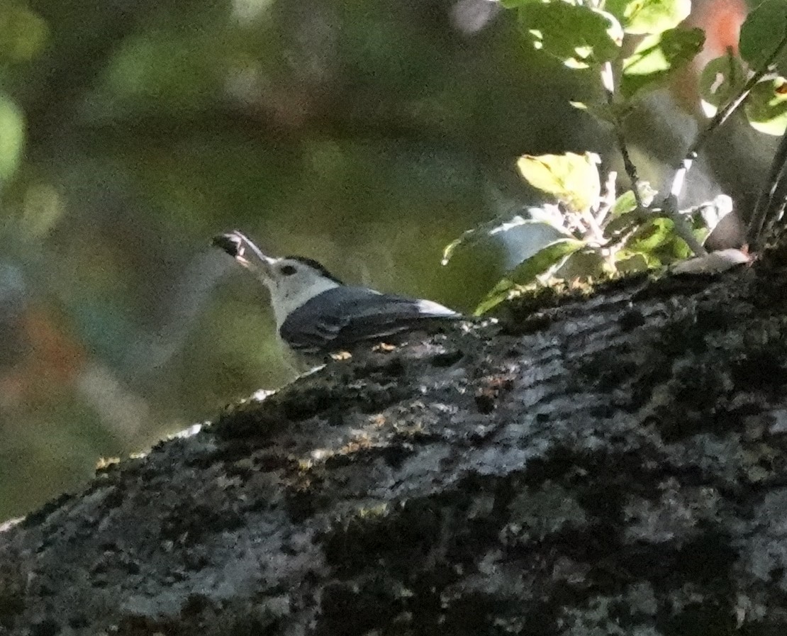 White-breasted Nuthatch - ML638630926