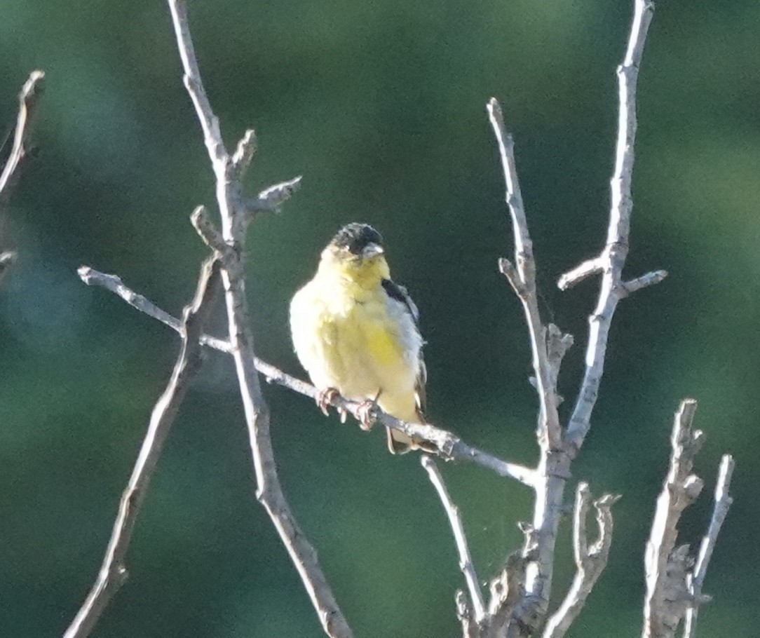 Lesser Goldfinch - ML638630942