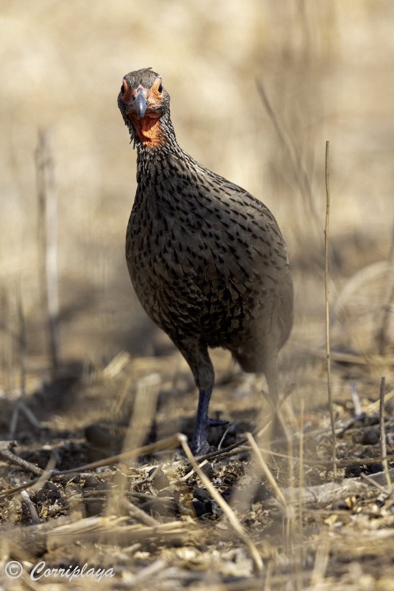 Swainson's Spurfowl - ML638630944