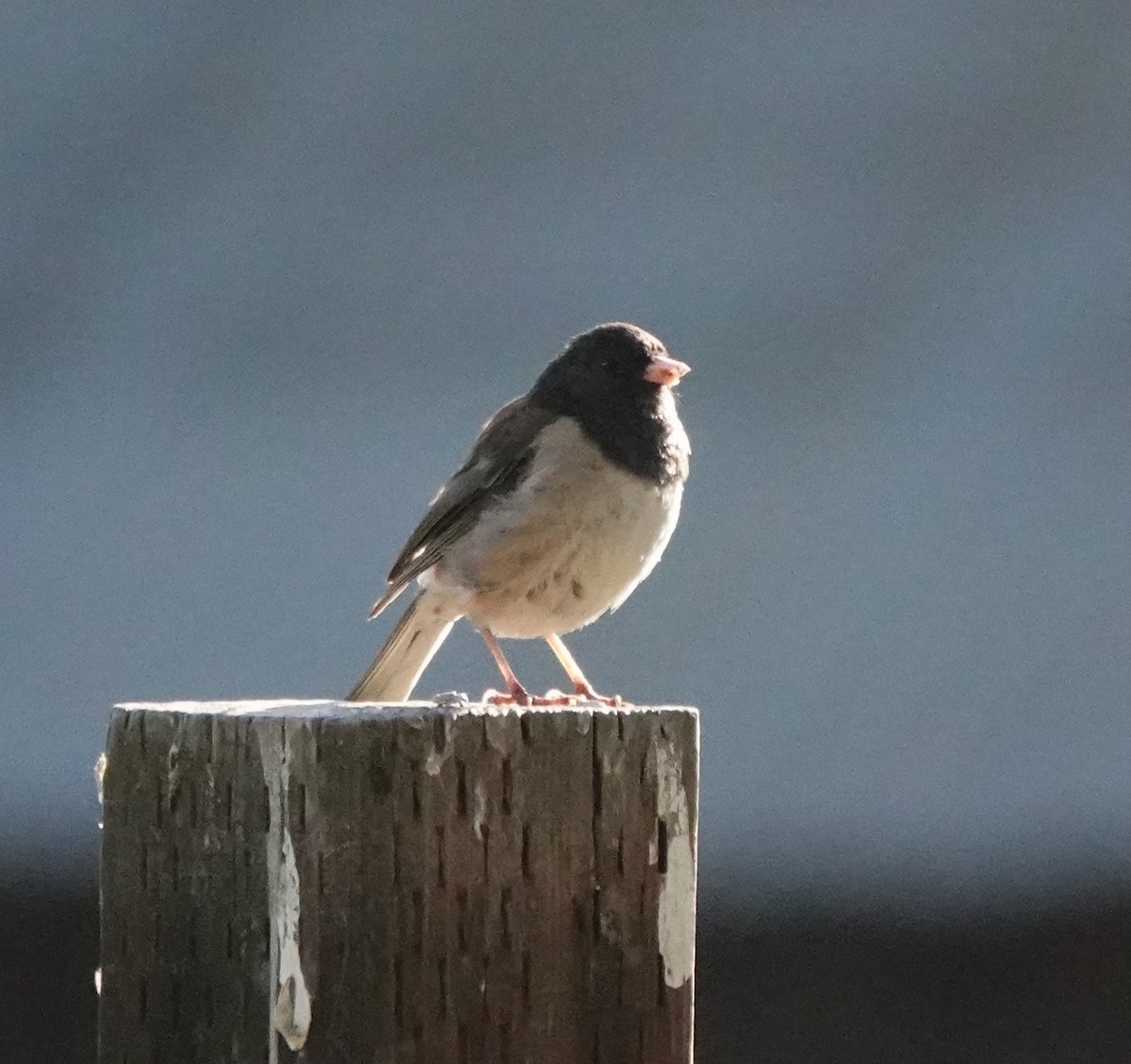 יונקו כהה-עין - ML638630947