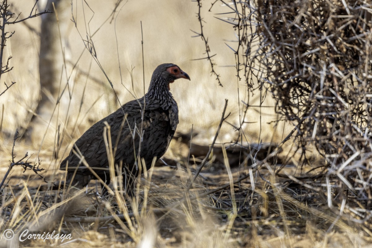 Swainson's Spurfowl - ML638630954