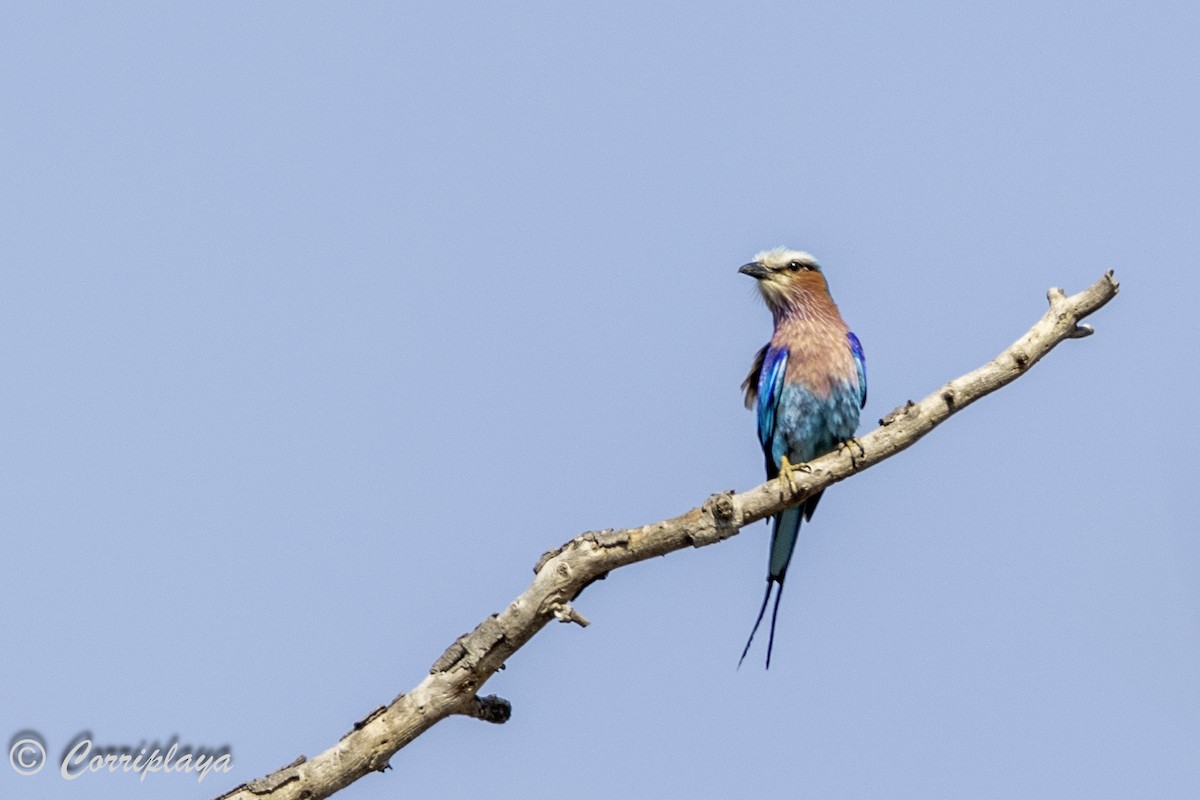 Lilac-breasted Roller - ML638630977