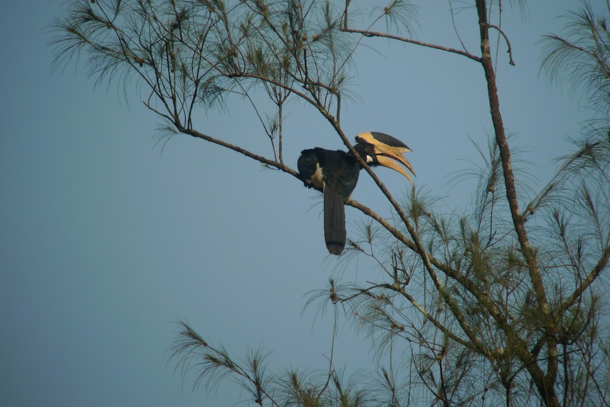 Malabar Pied-Hornbill - ML638630986