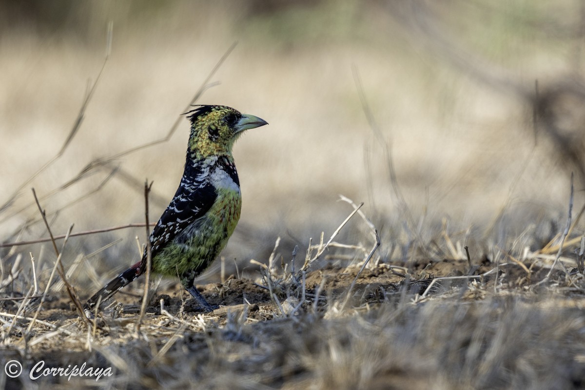 Crested Barbet - ML638631000