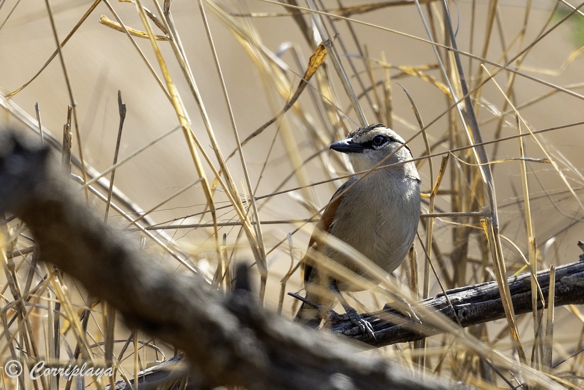 Black-crowned Tchagra (Black-crowned) - ML638631013