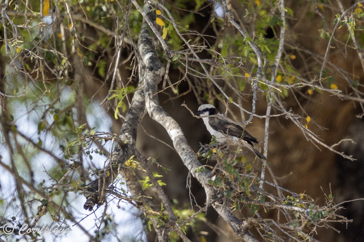 White-crowned Shrike - ML638631028