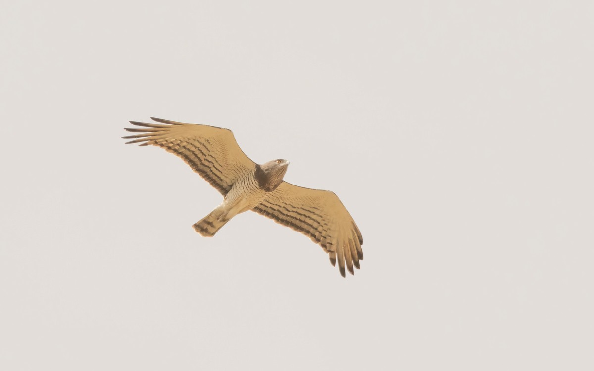 Beaudouin's Snake-Eagle - ML638631032
