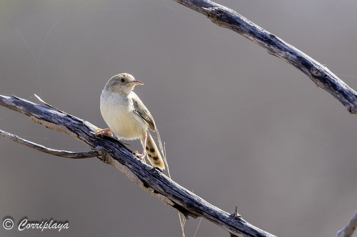 Rattling Cisticola - ML638631039