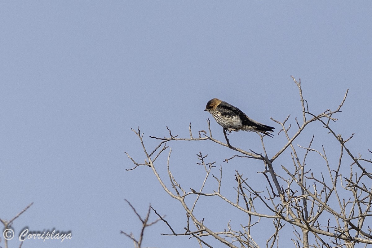 Lesser Striped Swallow - ML638631049