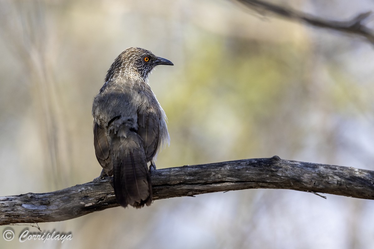 Arrow-marked Babbler - ML638631065