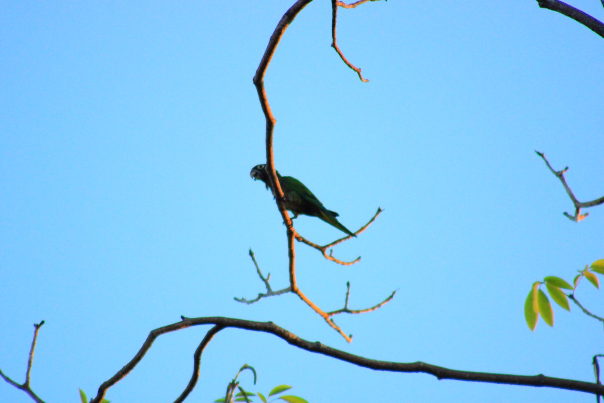 Olive-throated Parakeet - ML638631072