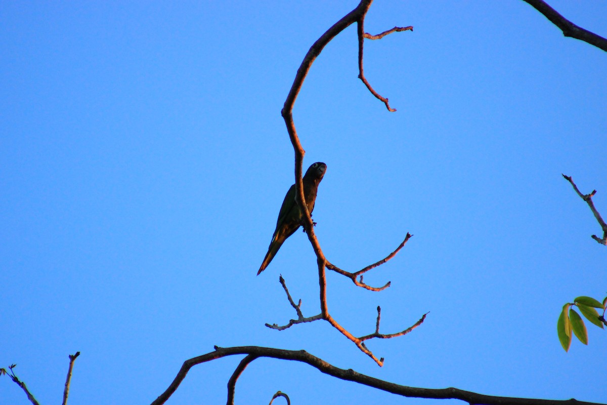 Olive-throated Parakeet - ML638631073