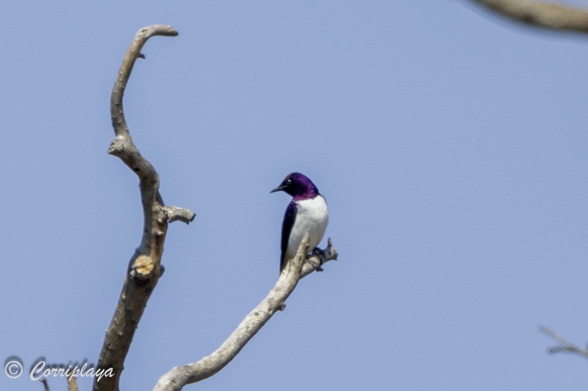 Violet-backed Starling - ML638631074