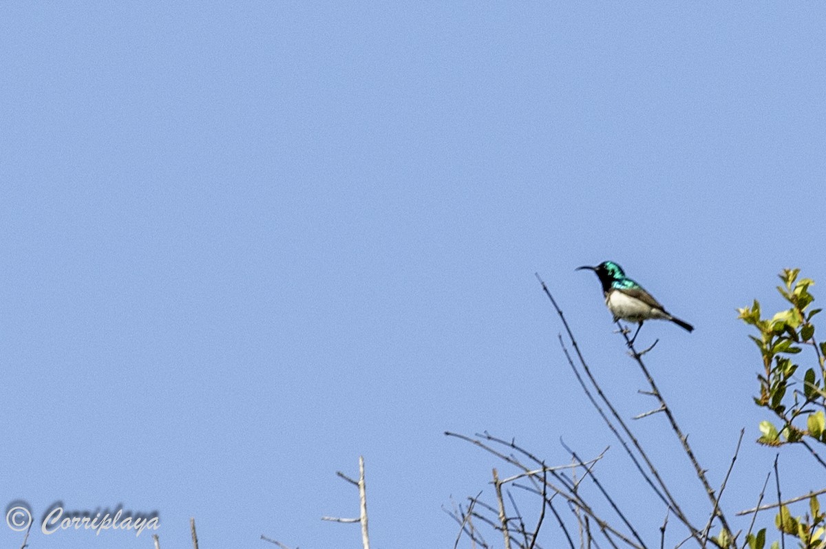 White-bellied Sunbird - ML638631100