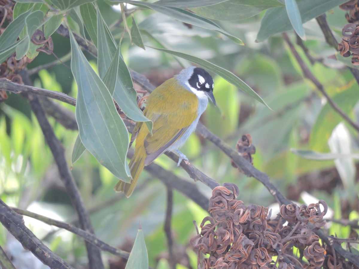 Black-crowned Palm-Tanager - ML638631106