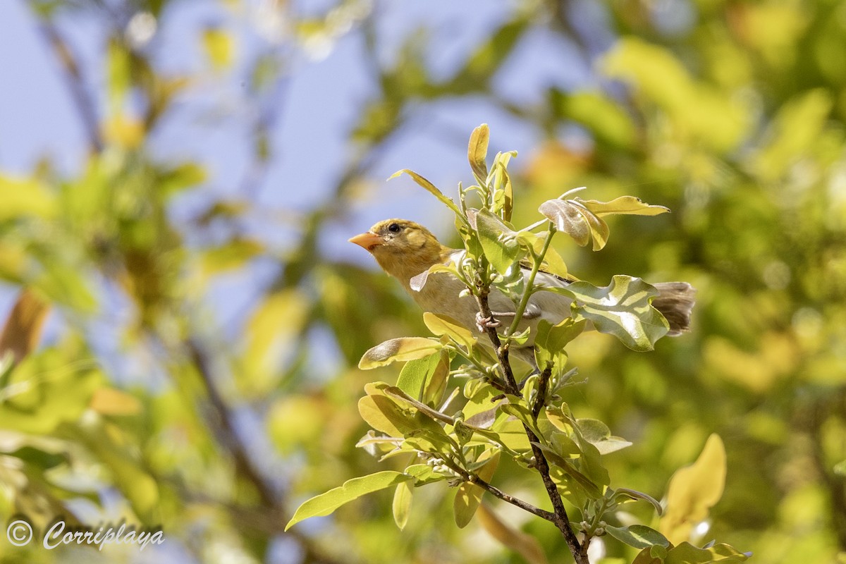 Red-headed Weaver (Southern) - ML638631110
