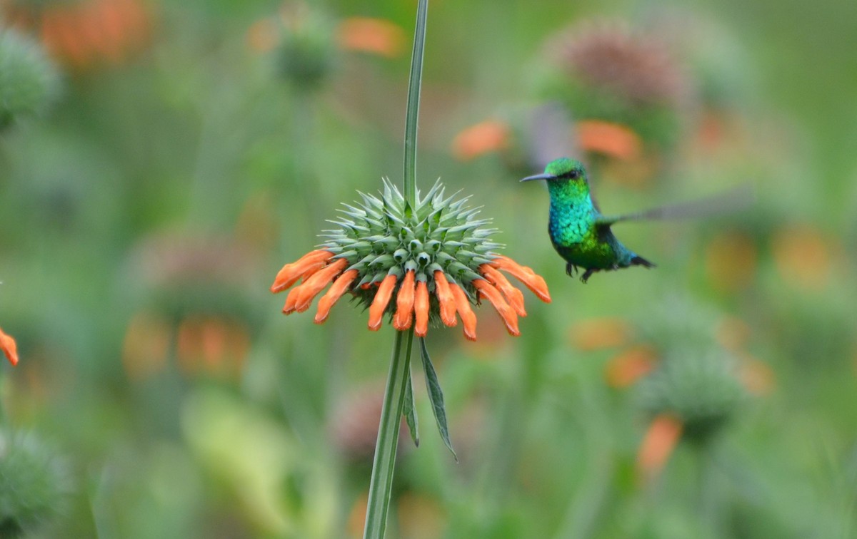 Western Emerald - ML638631117