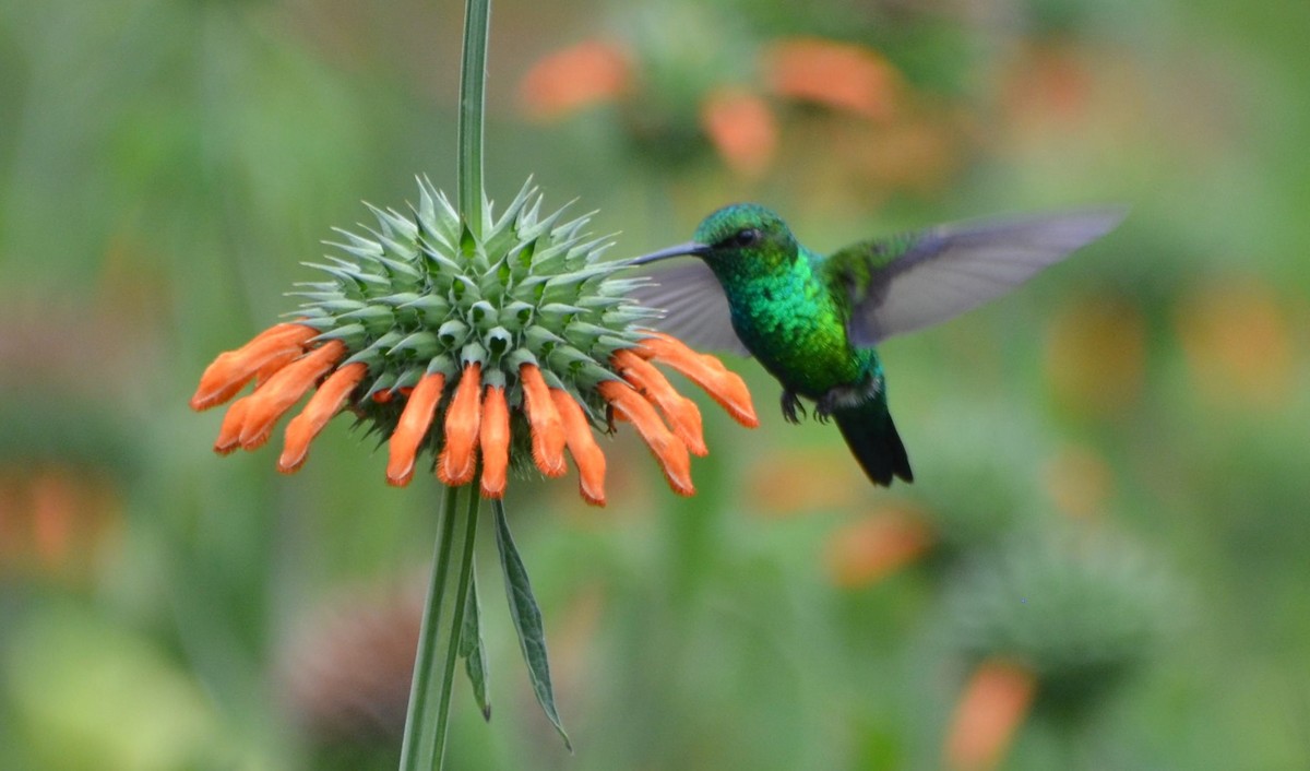 Western Emerald - ML638631118