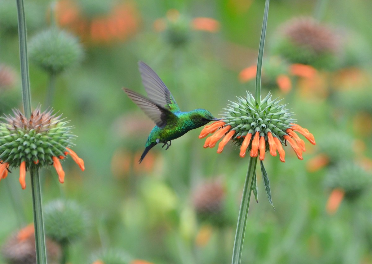 Western Emerald - ML638631119