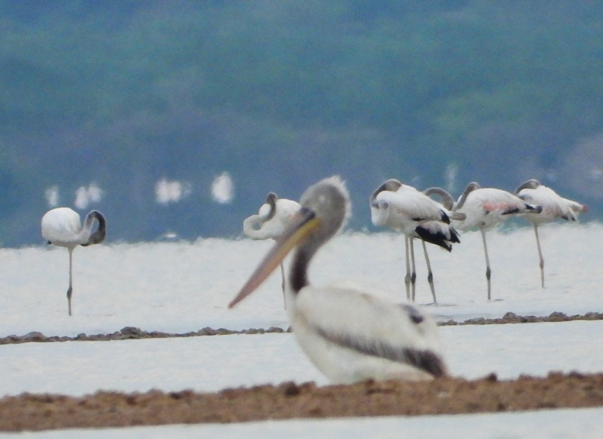 Dalmatian Pelican - ML638631126