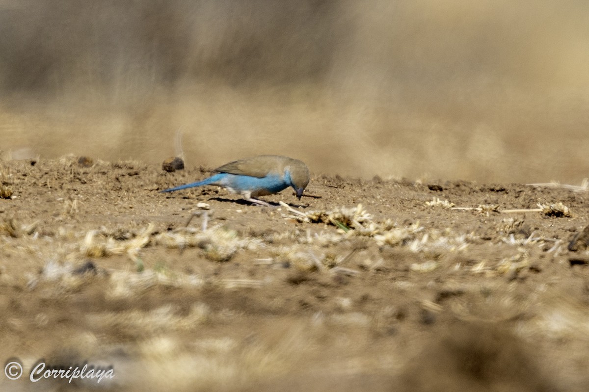 Southern Cordonbleu - ML638631142