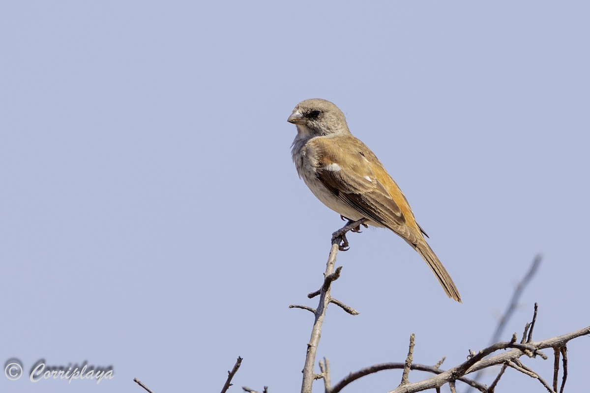 Southern Gray-headed Sparrow - ML638631152