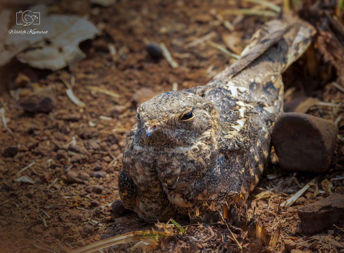 Savanna Nightjar - ML638631276