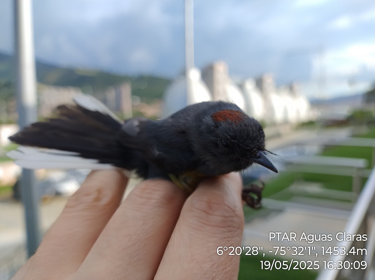 Slate-throated Redstart - ML638631338