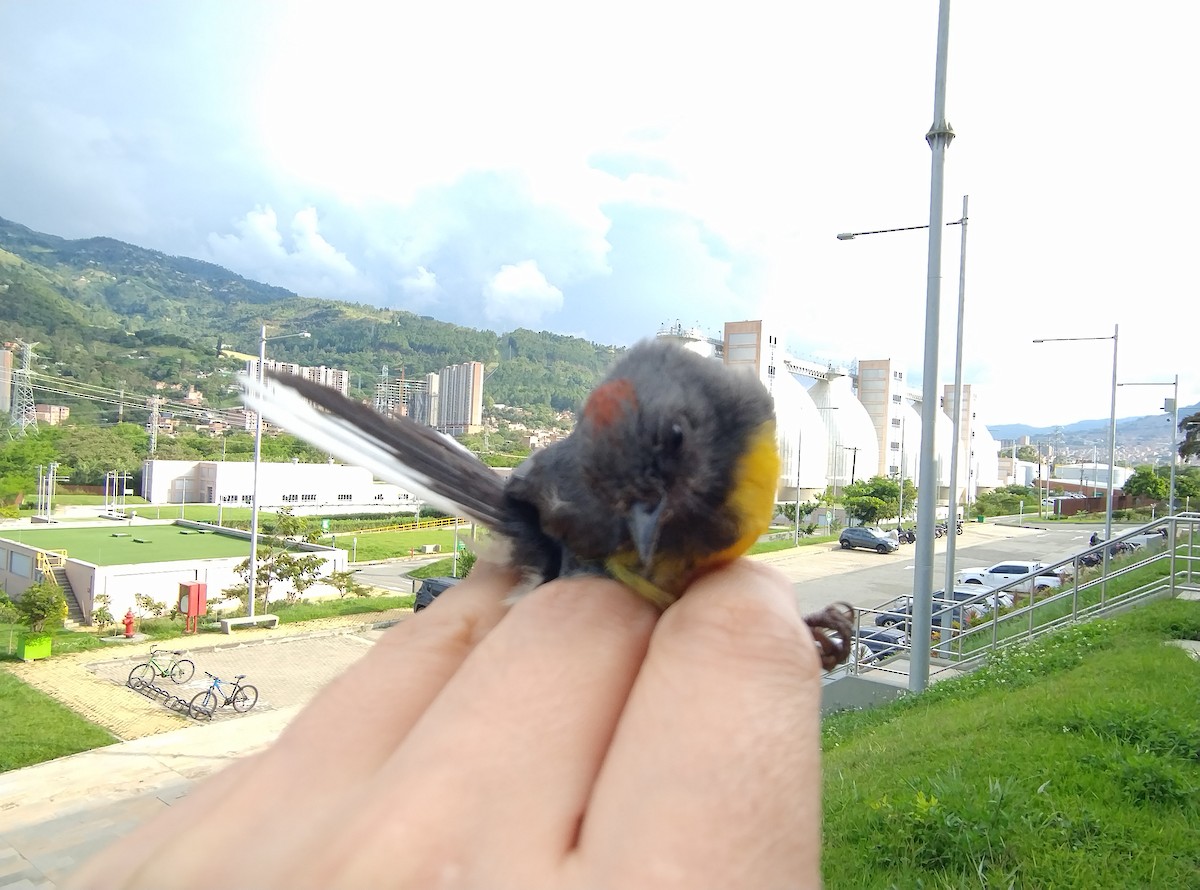 Slate-throated Redstart - ML638631339