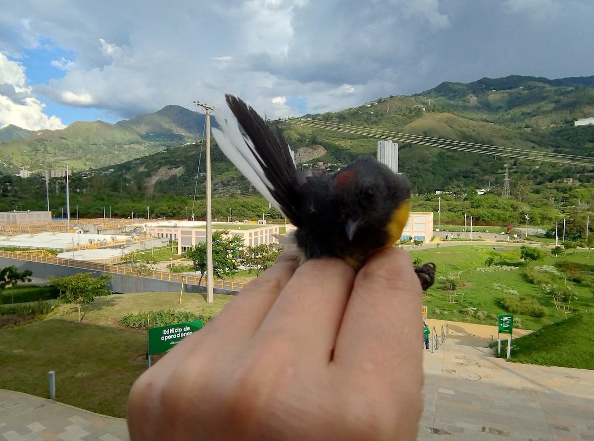 Slate-throated Redstart - ML638631340
