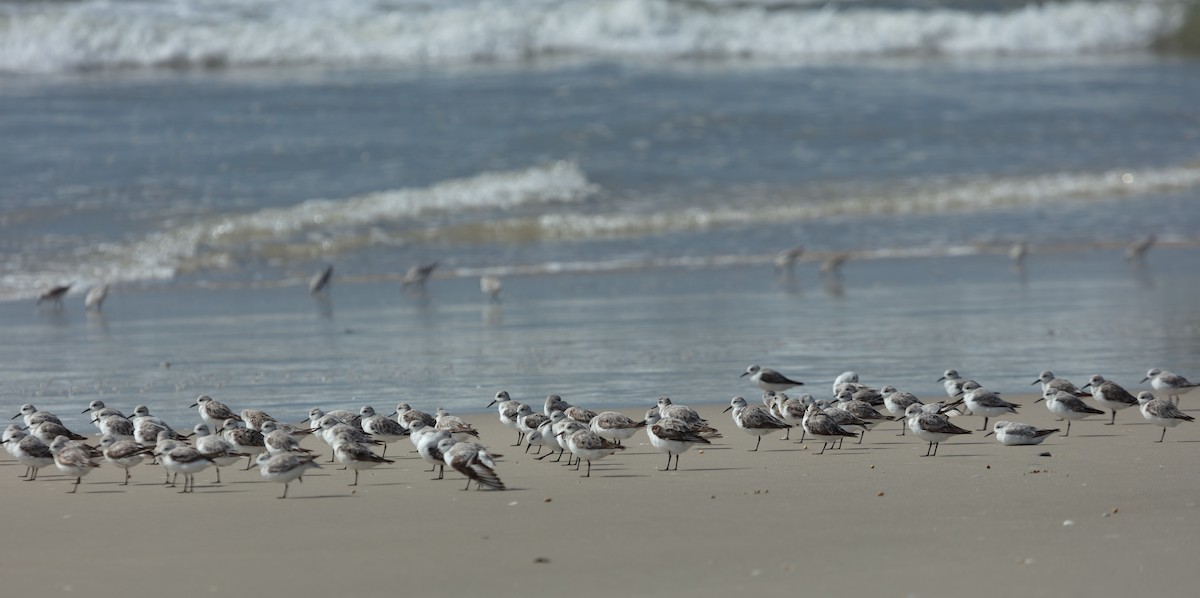 Sanderling - ML638631397