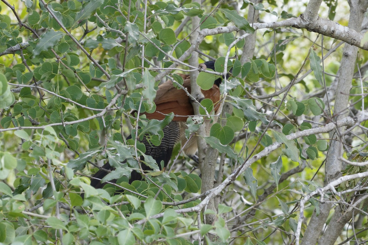 Burchell's Coucal - ML638631420