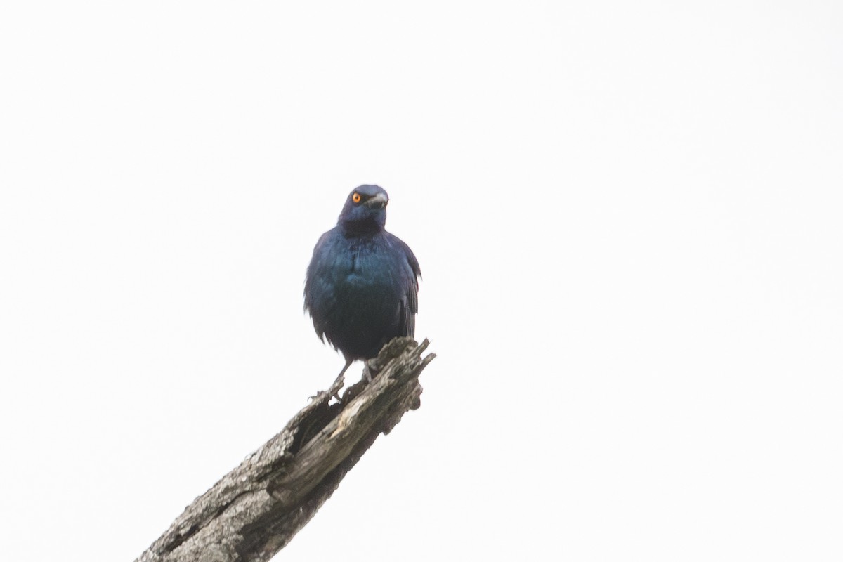 Cape Starling - ML638631486