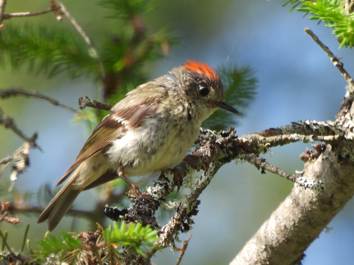 Ruby-crowned Kinglet - ML638631530