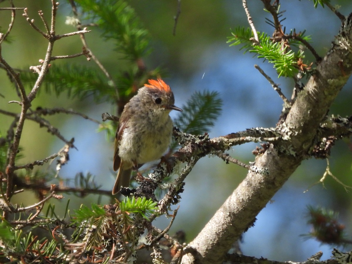 Ruby-crowned Kinglet - ML638631531